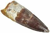 Fossil Spinosaurus Tooth - Real Dinosaur Tooth #296554-1